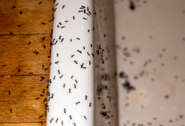 Best Best Pest Control Companies  in Tulare, CA