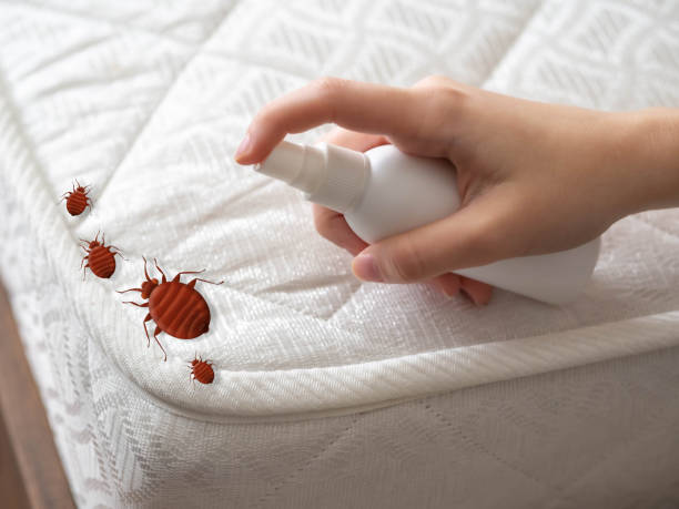 Best Insect Control  in Tulare, CA